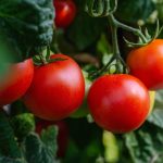 Ilustrasi istimewa pixabay.com