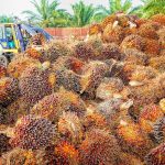 Ilustrasi kelapa sawit.//Pixabay.com