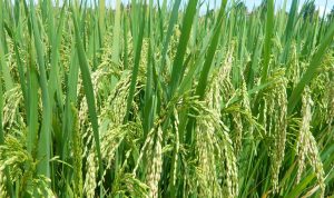 Foto istimewa pixabay.com