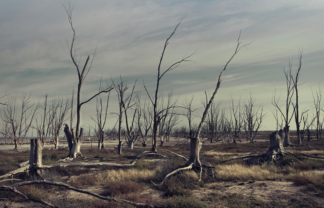 Ilustrasi pixabay.com