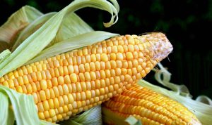 Foto ilustrasi pixabay.com