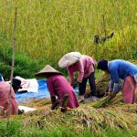 Foto ilustrasi pixabay.com