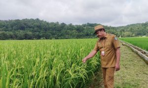 a Dok. Dinas Ketahanan Pangan dan Pertanian (DKPP) Kabupaten Serang.*