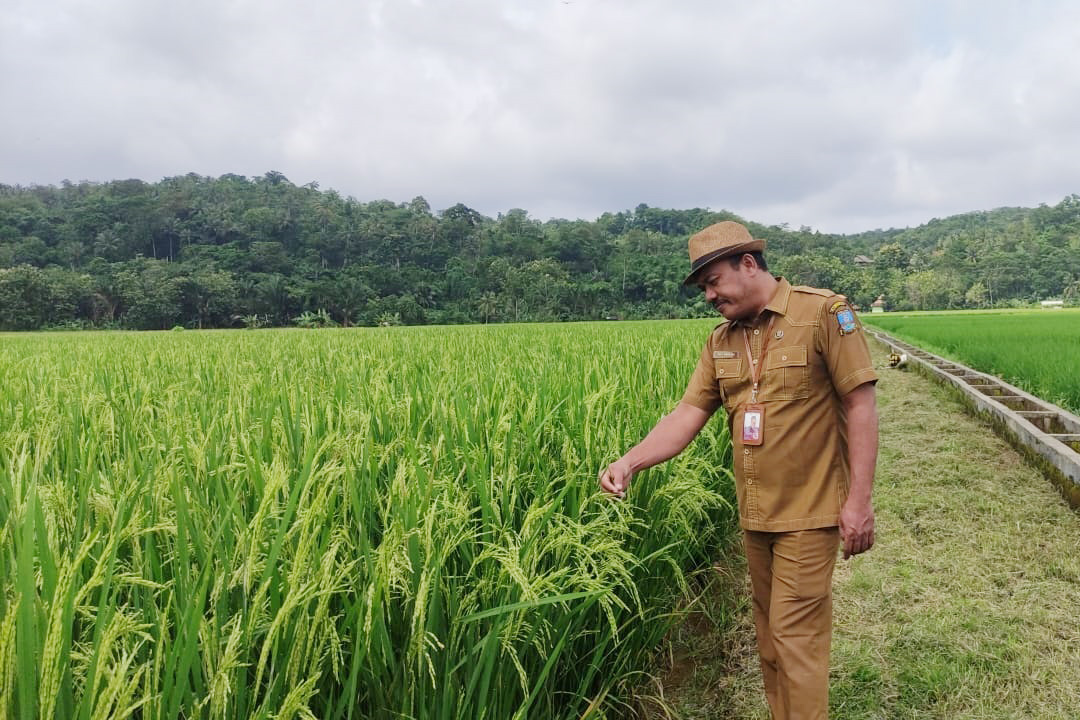 Dok. Dinas Ketahanan Pangan dan Pertanian (DKPP) Kabupaten Serang.*