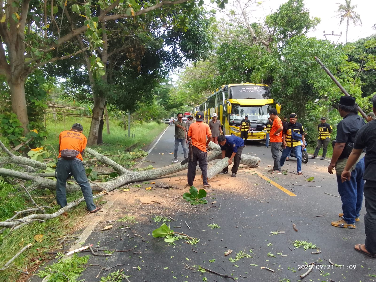 Personel BPBD Kabupaten Serang saat menertibkan pohon tumbang.