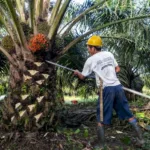 Foto ilustrasi istimewa