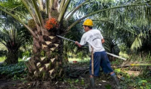 Foto ilustrasi istimewa